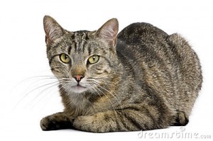 gato