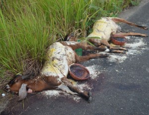 sacrificio animais