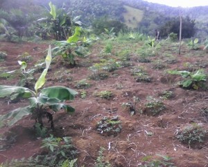 fazenda maconha 1