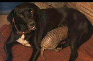 entres os animais, a solidariedade que muitas vezes fala aos humanos