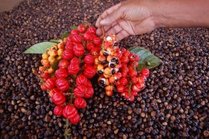fruto energia