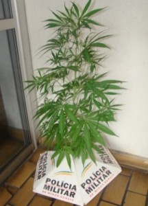 Papai Noel curtiu isso?