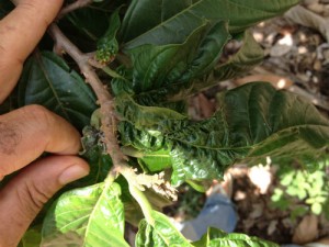 a doença ataca os frutos que estão brotando