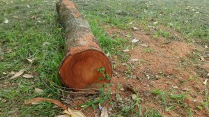 (fotos Conceição Portela)