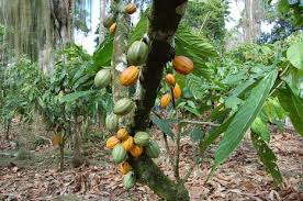 cacau cabruca