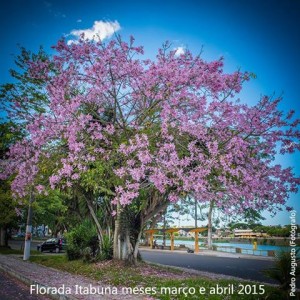 Em meio ao abandono do Rio Cachoeira e a sujeira das margens, o fotógrafo Pedro Augusto conseguiu enxergar a beleza que só a natureza é capaz de proporcionar. Pedro fotografou uma  quaresmeira rosa , árvore natural da  Mata Atlântica, que adquiriu essa cor através de mutações. É no período da quaresma que muitas mostram sua beleza com exuberância florada, daí a origem de seu nome popular.  Diante de um rio semi-morto, a quaresmeira é um belo exemplo de que a natureza é para ser preservada e não destruída.