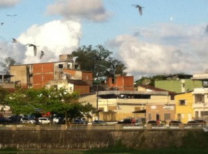 Fim de tarde em  Itabuna.  Indiferentes à poluição no Rio Cachoeiraas garças proporcionam um belo espetáculo, com balé em que a natureza parece desafiar o descaso humano. Vida e beleza flanando sobre um rio semi-morto. Que ficaria ainda mais belo num rio vivo.
