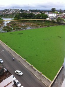Um imenso tapete verde. Não se trata do maltratado Estádio Itabunão, onde em breve Itabuna e Grapiuna irão viver as aventuras e desventuras da 2ª. Divisão do Campeonato Baiano. A imagem é do Rio Cachoeira, no centro de Itabuna, igualmente sofrendo as desventuras do descaso, em que a expansão das baronesas é retrato direto da poluição. O verde que poderia simbolizar a vida é quase um astestado de óbito de um rio semi-morto.