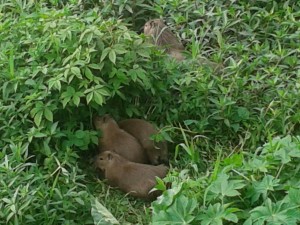 Capivaras se reproduzem no Rio Cacheira, em Itabuna. Apesar da poluição, a natureza insiste em mostrar que o rio semi-morto pode sobreviver...