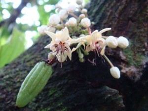Bendito é o fruto do vosso ventre, amém