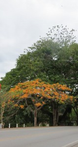 Rodovia Jorge Amado (Ilhéus-Itabuna), a beleza das árvores floridas na terras do cacau e, agora, também do chocolate.  