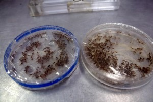 mosquito transgenico 1