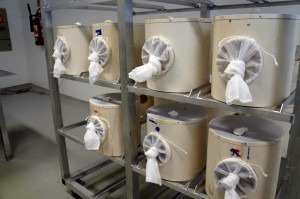 mosquito transgenico 2