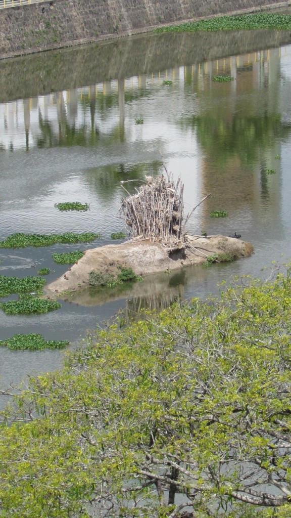 Com a seca que assola o Rio Cachoeira, a Ilha do Jegue, um dos símbolos de Itabuna, surge imponente num cenário que é, ao mesmo tempo, de beleza e de devastação.