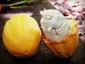 cacau-ouro-2