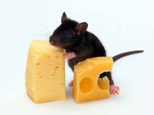 queijo rato