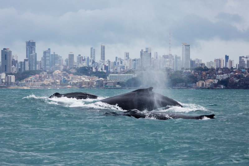 Salvador Foto Instituto Baleia Jubarte