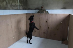 Treinamento de cães do COE Na foto: Foto: Alberto Coutinho/GOVBA