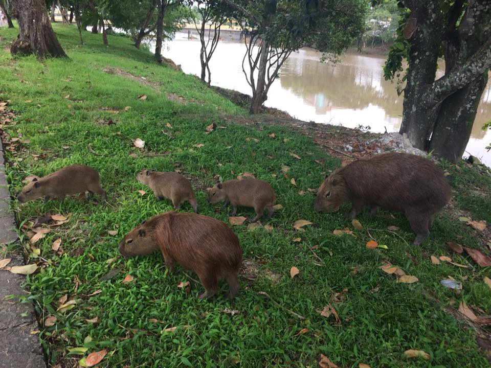 Capivaras que vivem e sobrevivem no Rio Cachoeira em Itabuna saem para um passeio de domingo. (foto: Conceição Portela) 