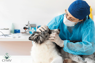 vet