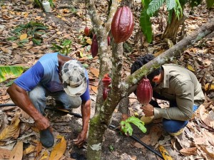 bahia cacau ater (1)