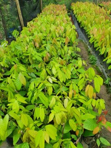 sdr sul da bahia (3)