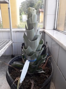 planta okokokokok